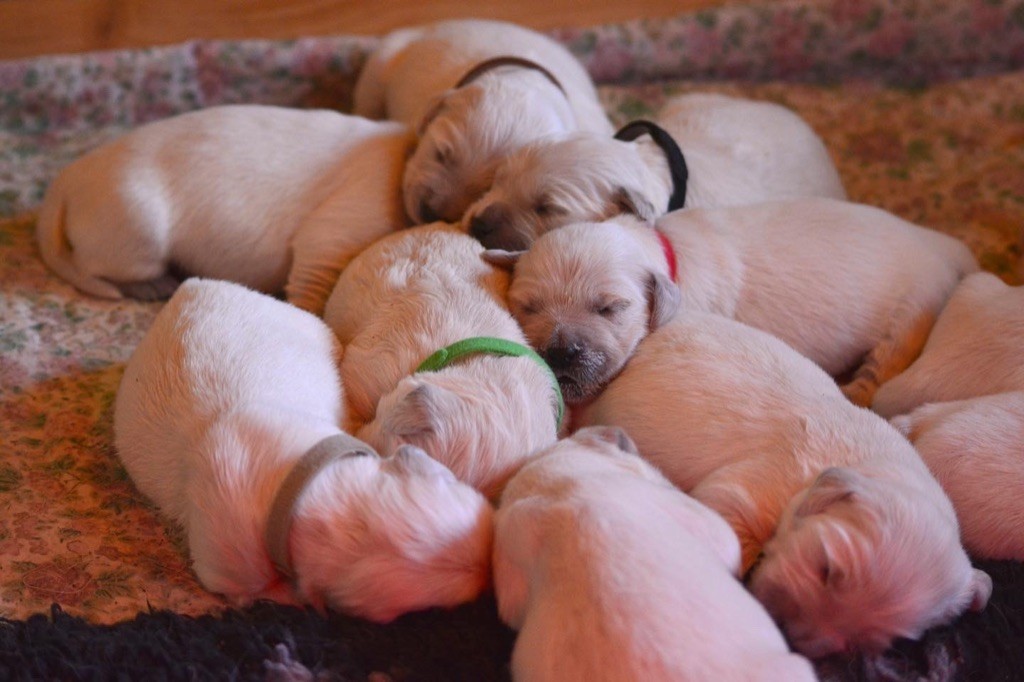 chiot Golden Retriever Du Domaine D'Hambre