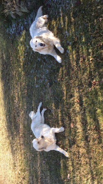 Mes amours de golden